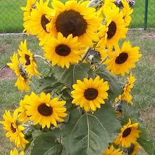 Namun untuk bisa berbunga sepertinya butuh waktu sekitar 3 bulan. Wow 10 Bunga Matahari Early Russian Gambar Bunga Indah