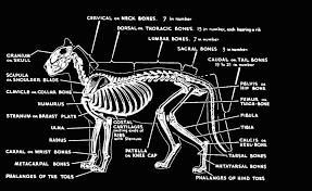 Dinictis developed in two different directions, nimravidae this family of cats has an ossified hyoid bone and thus is unable to roar. Skeletal System Cat Anatomy Cats Neck Bones