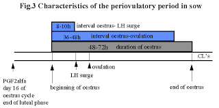 The Reproduction In Pig