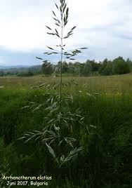 Image result for Aristida congesta