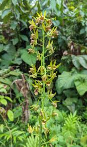 Image result for Eulophia dactylifera