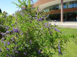 Where hardy outdoors, sapphire showers duranta is useful as a colorful accent, corner plant, espalier, small tree, background, tall hedge, or in containers. Duranta Erecta Alchetron The Free Social Encyclopedia