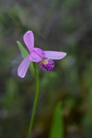 Image result for Pogonospermum