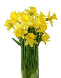Daffodils In A Vase Isolated Beautyful Daffodil Bouquet In A Vase Isolated On Aff Isolated Beauty Flower Vase Arrangements Daffodils Daffodil Bouquet