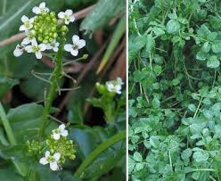 Image result for Nasturtium microphyllum