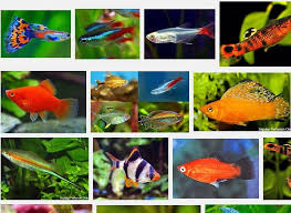 Ikan hias kecil adalah salah satu pilihan yang cocok untuk kolam minimalis di rumah anda. Jenis Ikan Hias Kecil Yang Unik Dan Cantik Serta Mudah Dipelihara