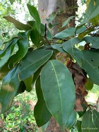 Image result for Baikiaea insignis