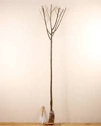 Prunier Prune Reine Claude Verte Arbre Fruitier De 3 Ans De 140 A 160 Cm A Planter Jardin Pot