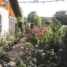Great food, service and ambiance sobre cactus rose at the doubletree. Have Your Desert Garden Coming Up Roses Tucson Gardens Tucson Com