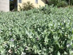 Image result for Stemodia serrata