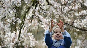 Model inna zs models www.yegorzaitsev.ru/agency. 9 Momtog Tips For Great Cherry Blossom Photos Parentmap