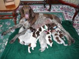 The german shorthaired pointer rescue of michigan has placed many dogs into wonderful homes. German Shorthaired Pointer Puppies In Michigan