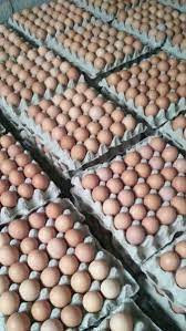 Informasi seputar harga ayam broiler di pasaran sebagian besar masyarakat indonesia harga daging potong broiler. Jual Telur Ayam Broiler Kalimantan Selatan Di Lapak Ud Tiga Saudara Bukalapak