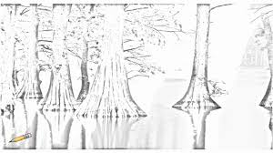 The age was estimated at 5,000 years. Auto Draw 2 Cypress Trees Horseshoe Lake Conservation Area Illinois Youtube