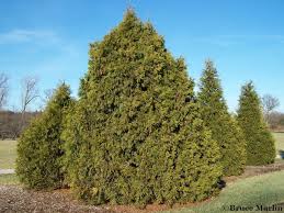Image result for Cupressaceae