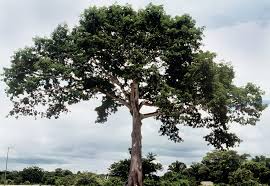 Image result for Ceiba pentandra