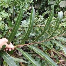 Image result for Hemarthria natans