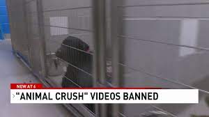 Clark County approves ordinance amendment banning 'animal crushing' videos  | KSNV