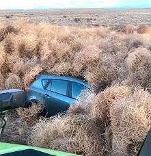 But in real life, they're not only a noxious weed, but one that moves around. What Caused Hanford Wa Tumbleweed Storm That Closed Highway Tri City Herald