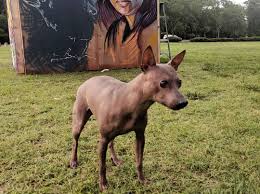 The american hairless terrier is a breed that includes hairless and coated varieties. American Hairless Terrier Breed Info Guide Facts And Pictures Bark