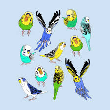Budgie Pattern Shoes In 2021 Budgies Cute Birds Budgies Bird
