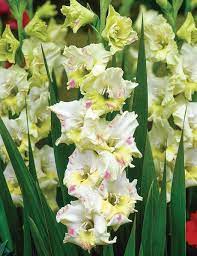 Gladioli Kiev Gladiolus Rare Flowers Rhizome