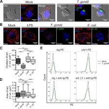 Grove, ok air quality & pollenstar_ratehome. Toxoplasma Gondii Disrupts B1 Integrin Signaling And Focal Adhesion Formation During Monocyte Hypermotility Journal Of Biological Chemistry