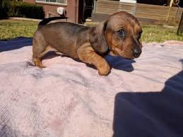 We have blue eyed pups available from time to time also. Miniature Dachshund Puppies Sandton Dachshund Puppies Dog Breeders Gallery