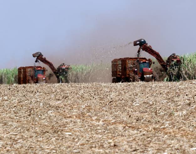 U.S., Brazil expected to constrain ethanol output in coming months | Reuters