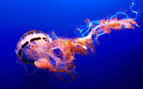 Image result for Jellyfish