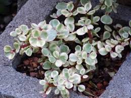The pendant varieties (variegata and minima) are perfect for hanging baskets and terraces. Growing A Rainbow Elephant Bush Learn About Rainbow Bush Care