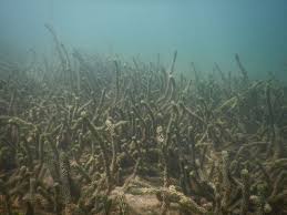 Image result for Lagarosiphon major