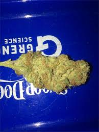 Santa Maria aka Planck Weed Strain Information