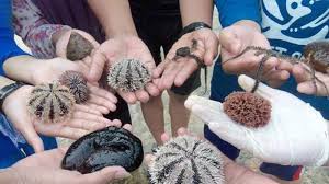 Gambar pemandangan dasar laut raja ampat. Menyedot Bulu Babi Kondang Merak Surya