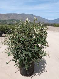 Image result for Cotoneaster