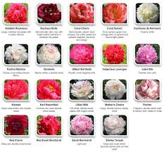 Peonies By Color Via Hyperactive Farms Flowers Peonies