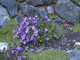 'resholt variety' (klokje) verlangt een plekje in de halfschaduw, tevens is het te gebruiken als bodembedekker. Campanula Resholt Variety Dalmation Bellflower
