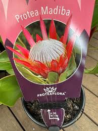 Image result for Protea madiensis