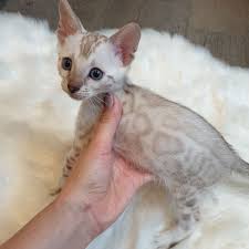 I would never adopt a kitten i. Snow Bengal Kittens For Sale Snow Bengal Cats For Sale
