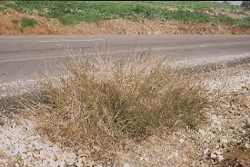 Image result for Dichanthium annulatum