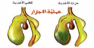بحث حول مسار الأغذية وتحو لها داخل الأنبوب الهضمي لحيوان عاشب الموسوعة المدرسية blog posts blog post