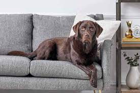 The ancestry of redbone coonhounds is somewhat of a mystery. 10 Best Dog Breeds For Hunting