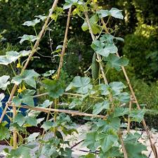 Comment Palisser Les Legumes Pour Gagner De La Place Au Potager Potager Cultiver Jardins