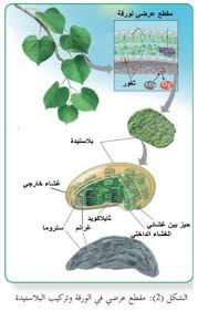 Ø§Ù„Ù…Ø¹Ø§ÙˆÙ† ÙÙŠ Ø§Ù„Ø¹Ù„ÙˆÙ… Ø§Ù„Ø­ÙŠØ§ØªÙŠØ© Ù„Ù„ØµÙ Ø§Ù„Ø«Ø§Ù†ÙŠ Ø¹Ø´Ø± Ø¹Ù„Ù…ÙŠ Pdf Free Download