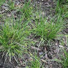 Image result for Ascolepis lineariglumis
