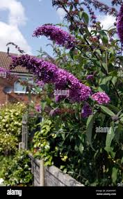 Image result for Komule empire blue