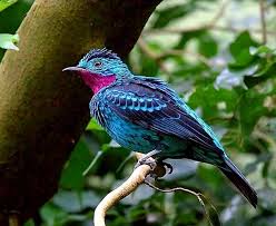 Birds Of North America Poster Amazon The Spangled Cotinga Cotinga Cayana Is A Species Of Bird In The Family Cotingidae The Cotingas It Is Found In The Canopy Of The Amazon Rainfore Aves Pajaros