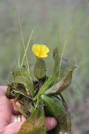 Image result for Ottelia ulvifolia