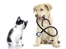 Maybe you would like to learn more about one of these? Pet Care At Select Walgreens Stores Could Be Tip Of Iceberg For Retail Pharmacy Industry Drug Store News