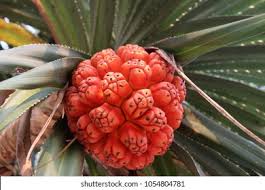 Image result for Pandanus sp. A